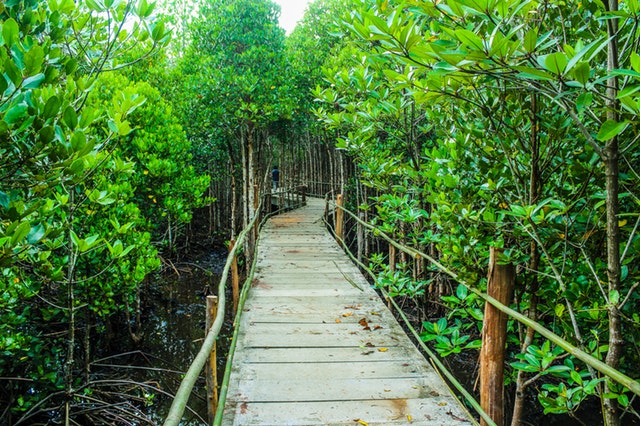 hutan mangrove surabaya