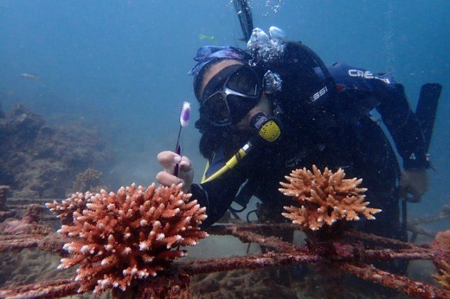 Kegiatan David Hidayat Penjaga Pesisir Lautan Sumatra Barat